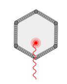 Encapsidation of citrus yellow vein associated virus